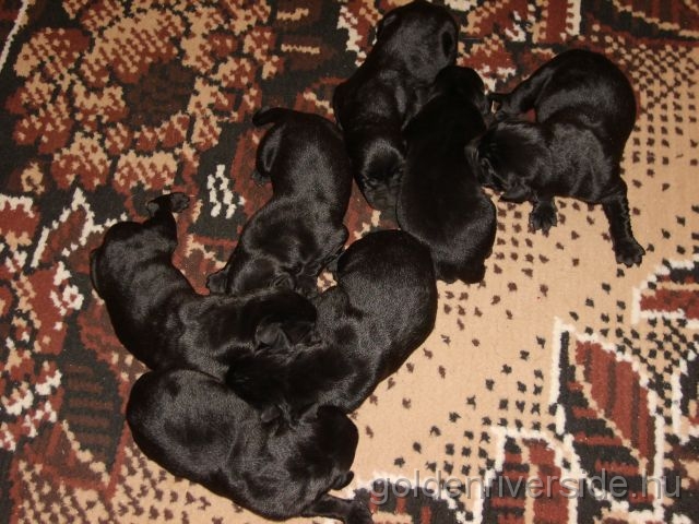 S6002771 kicsi.jpg - Labrador kiskutyk hrom naposan.